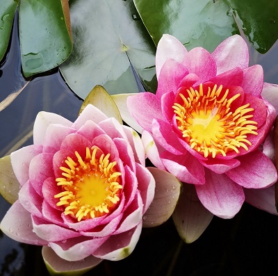nénuphar rose